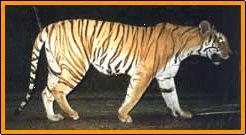 Manau Pothi